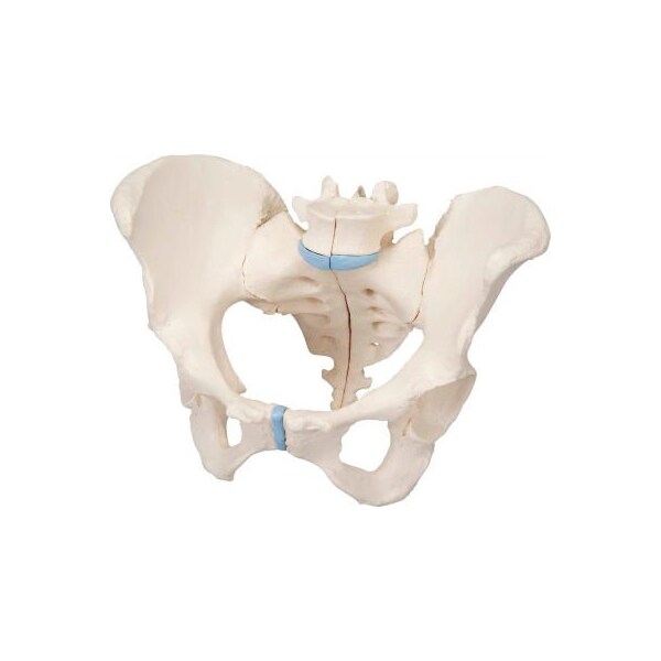 3B Anatomical Model - Female Pelvis, 3-Part